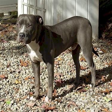 Carreiros Rocky Pit Bull Front.jpg